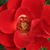 Vörös - Törpe - mini rózsa - Tara Allison